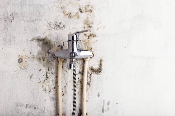Best Affordable Mold Removal  in Hamilton Square, NJ