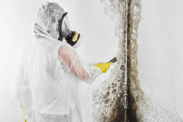 Home Mold Removal in Hamilton Square, NJ