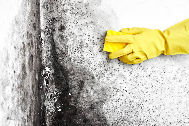 Best Local Mold Removal Service  in Hamilton Square, NJ