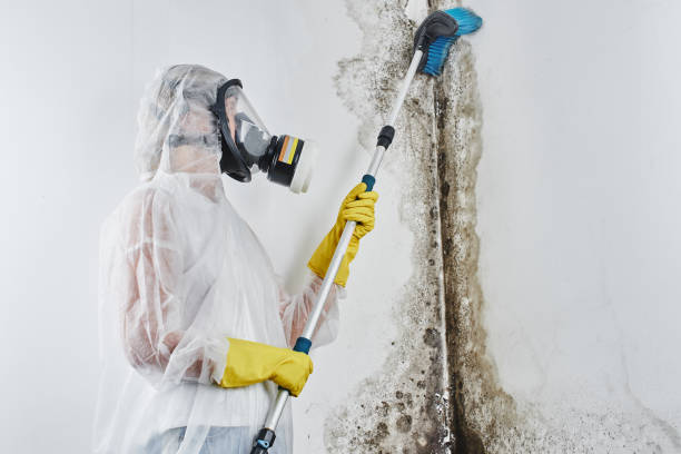 Best Office Mold Removal Services  in Hamilton Square, NJ