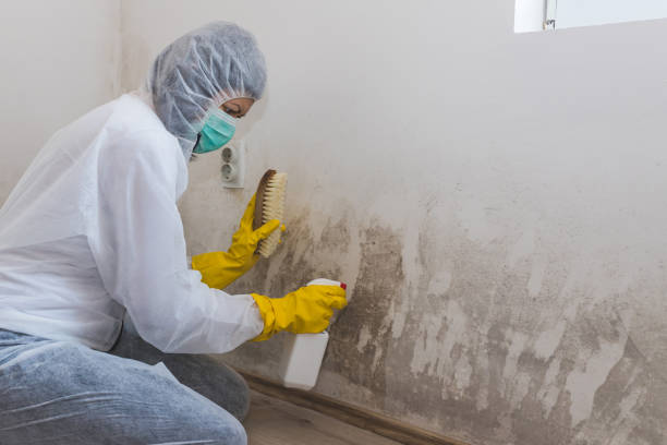 Professional Mold Removal in Hamilton Square, NJ