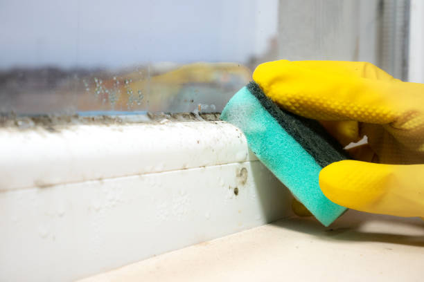 Best Toxic Mold Removal  in Hamilton Square, NJ