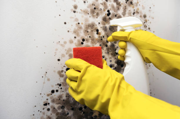 Reliable Hamilton Square, NJ Mold Removal Solutions