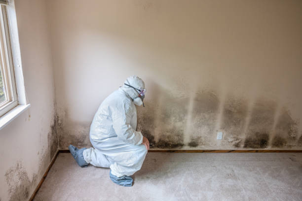 Best Mold Removal Near Me  in Hamilton Square, NJ