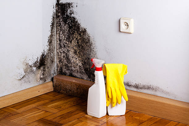 Best Best Mold Removal Companies  in Hamilton Square, NJ