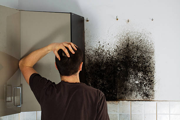 Best Professional Mold Removal  in Hamilton Square, NJ