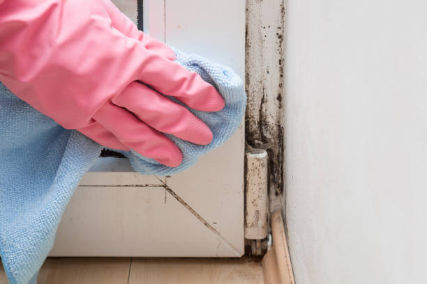 Best Residential Mold Removal  in Hamilton Square, NJ