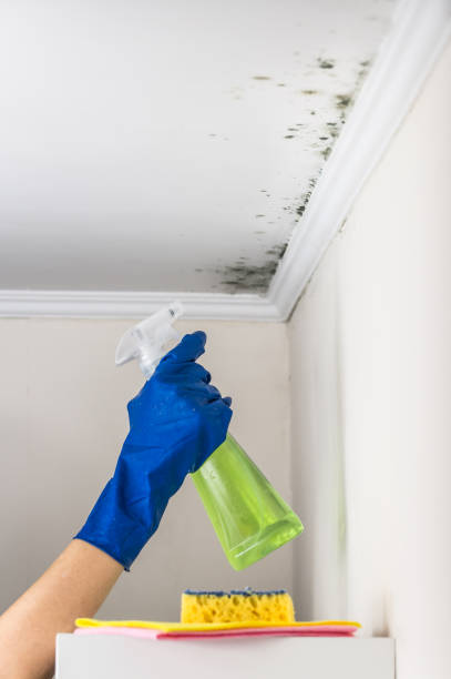 Best Mold Testing and Removal  in Hamilton Square, NJ